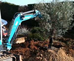 Plantation d'olivier